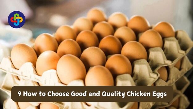  9 How to Choose Good and Quality Chicken Eggs